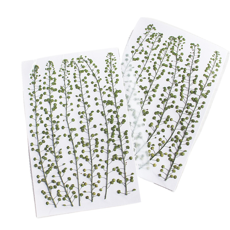 Natural Color Green Bell Grass - Resin Craft Ideas review and price