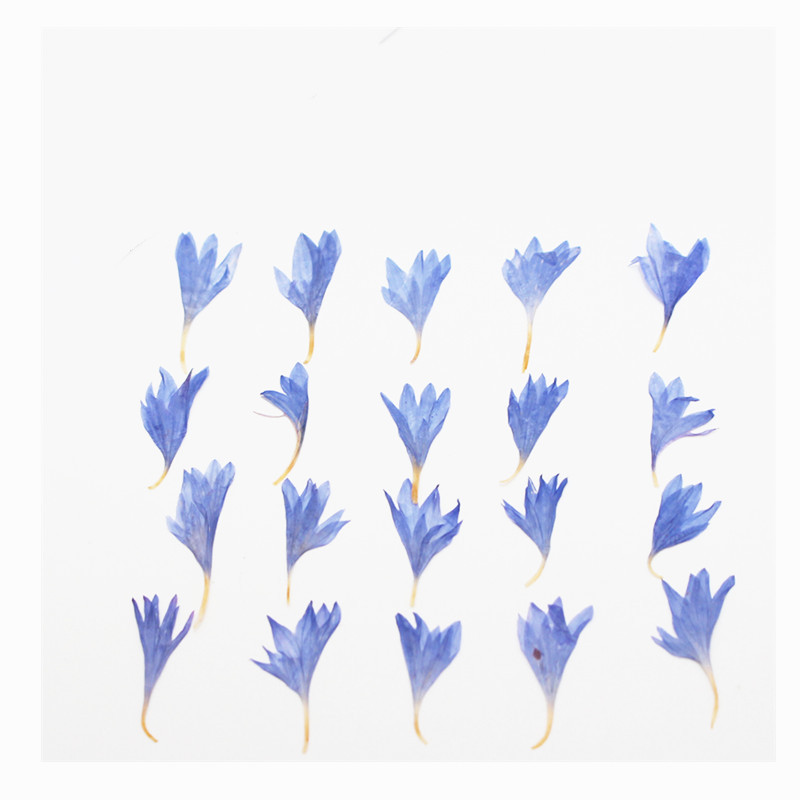60pcs Mini Pressed Dried Flowe - Resin Craft Ideas review and price