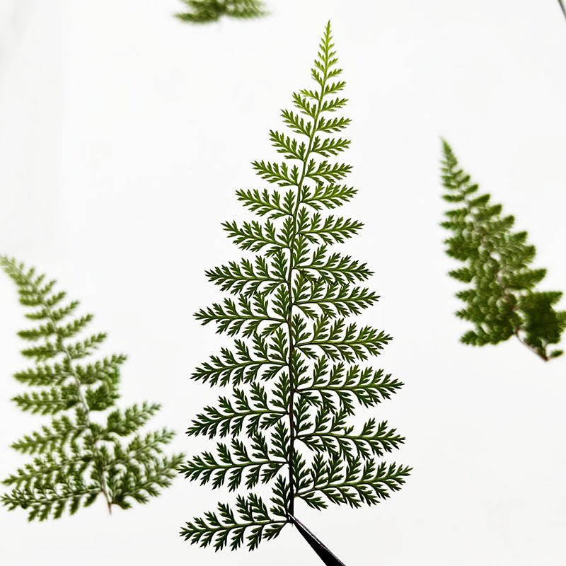 100Pcs Natural Rain Fern Leaf  - Resin Craft Ideas review and price