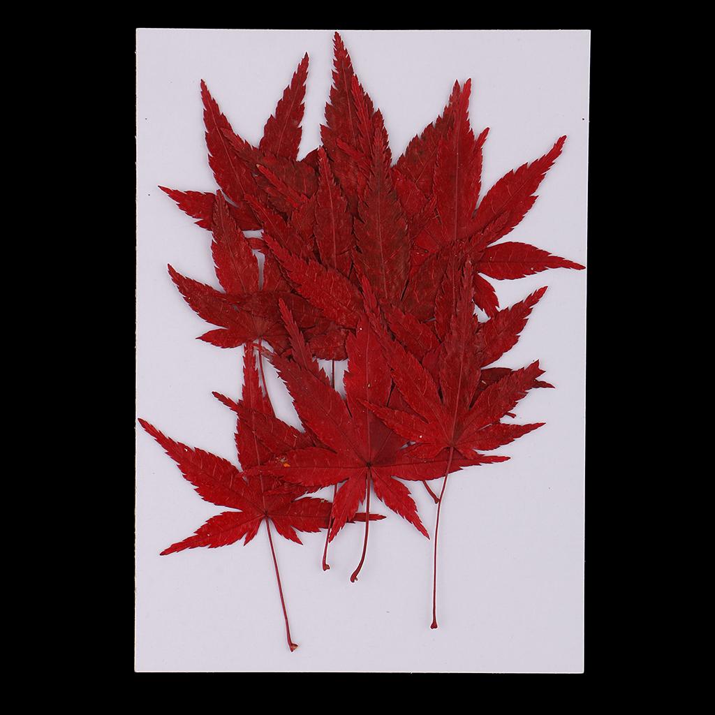 Dried Natural Flowers Crafts R - Resin Craft Ideas review and price